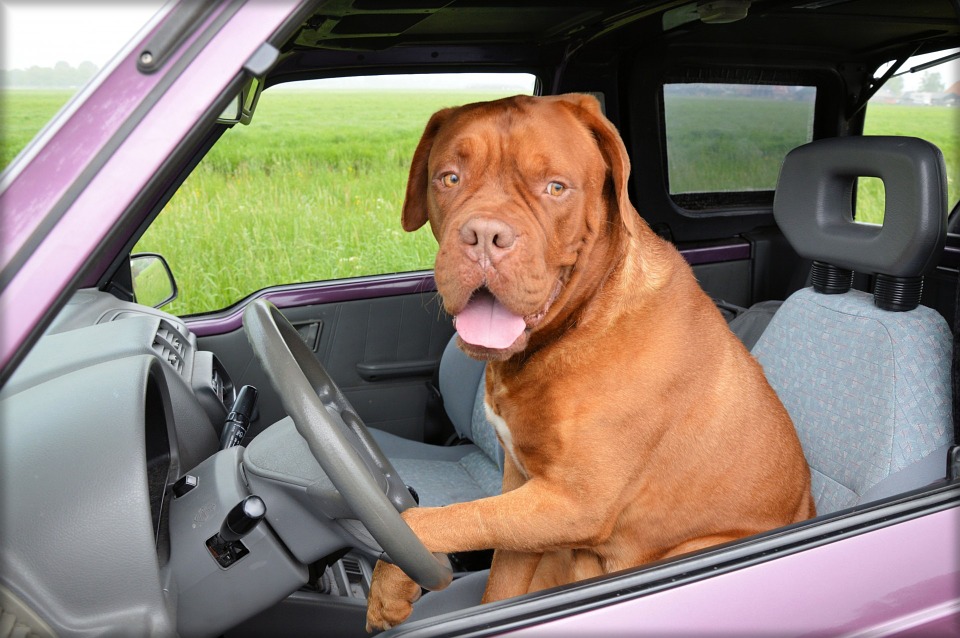 best dog car seat covers reviews, oohlalapets.com, best dog seat cover, dog seat covers, pet car seat covers, backseat dog cover, dog back seat cover, car door protector dog