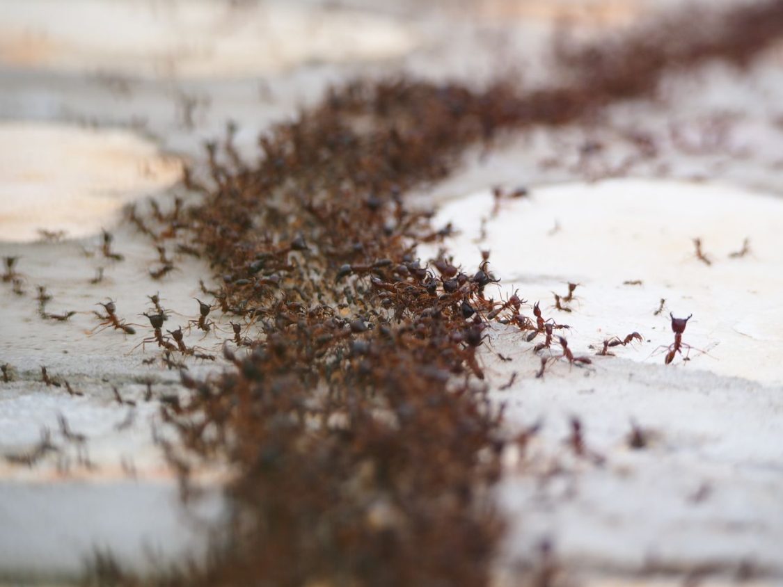 How to Prevent Ant Infestations in Commercial Properties